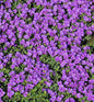  Blaukissen Hamburger Stadtpark - Aubrieta Cultorum