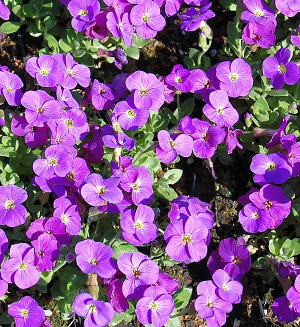  Blaukissen Kitty - Aubrieta Cultorum