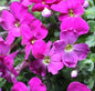  Blaukissen Red Carpet - Aubrieta Cultorum