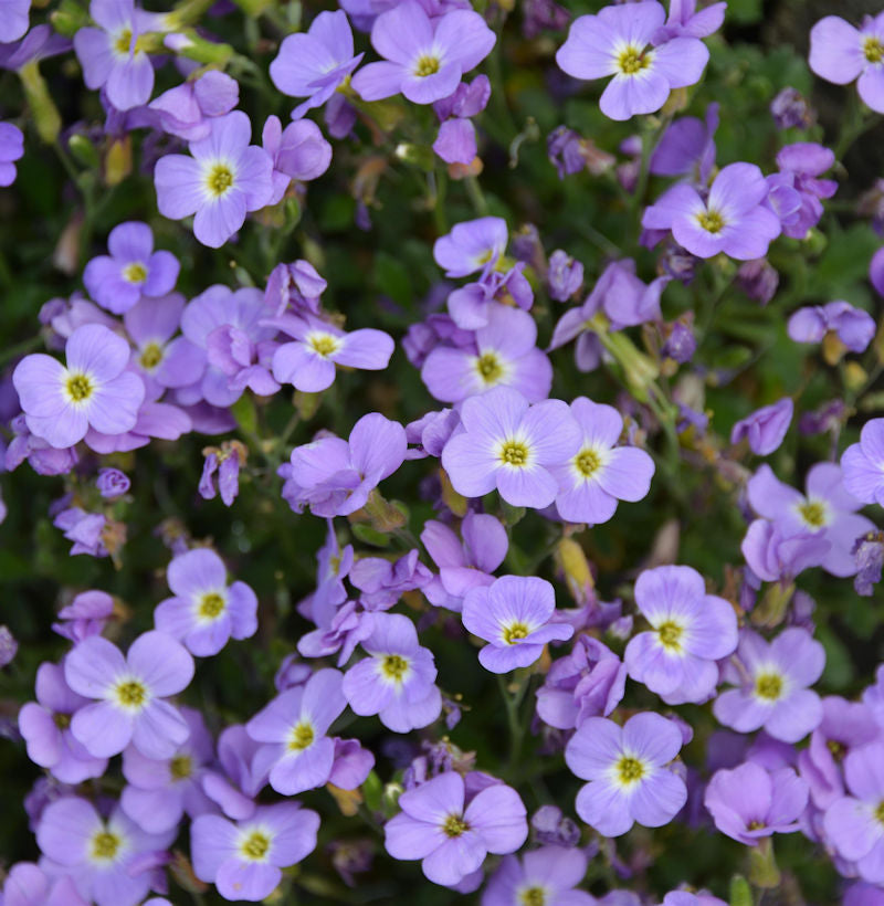  Blaukissen Hürth - Aubrieta Cultorum