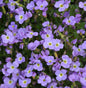  Blaukissen Hürth - Aubrieta Cultorum