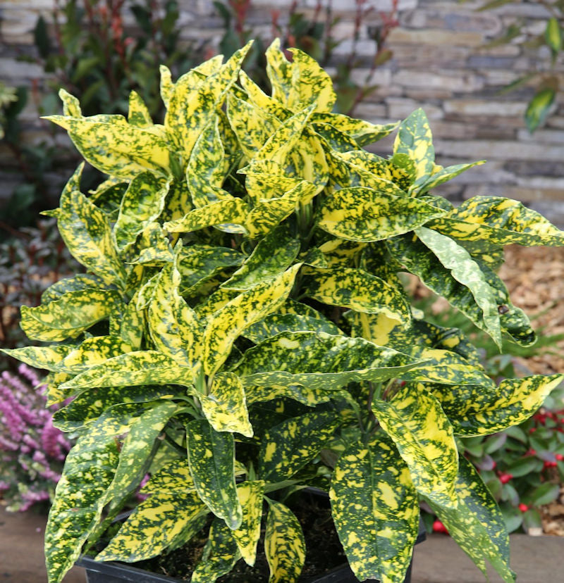  Japanische Aucube Crotonifolia 40-60cm - Aucuba Japonica