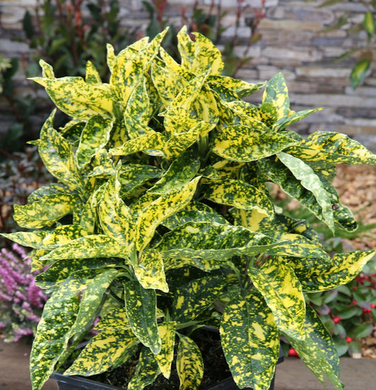  Japanische Aucube Crotonifolia 40-60cm - Aucuba Japonica