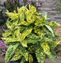  Japanische Aucube Crotonifolia 40-60cm - Aucuba Japonica