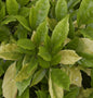  Japanische Aucube Rozannie 40-60cm - Aucuba Japonica