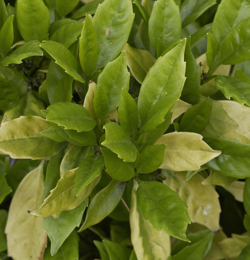  Japanische Aucube Rozannie 100-125cm - Aucuba Japonica