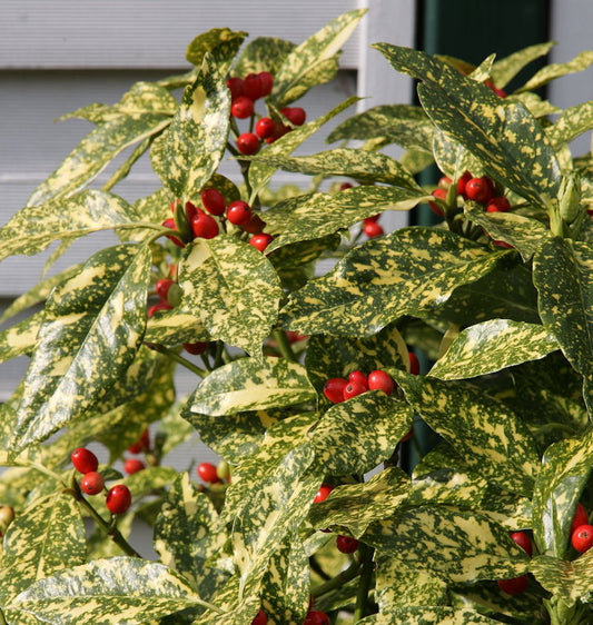  Japanische Aucube Variegata 40-60cm - Aucuba Japonica Variegata