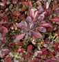  Rote Zwergberberitze 15-20cm - Berberis Atropurpurea