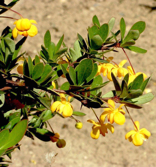  Grüner Polster Berberitze 15-20cm - Berberis Buxifolia Nana