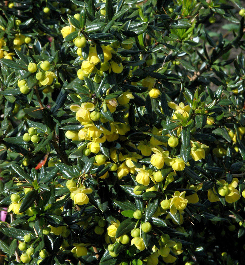  Immergrüne Kissenberberitze Jytte 20-25cm - Berberis Candidula