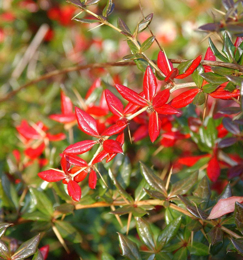  Immergrüne Kissenberberitze 30-40cm - Berberis Candidula