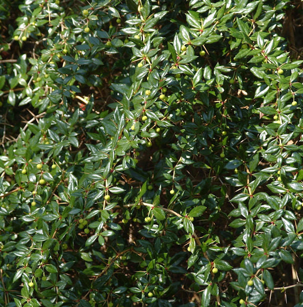  Berberitze Verrucandi 40-60cm - Berberis Frikartii