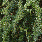  Berberitze Verrucandi 30-40cm - Berberis Frikartii