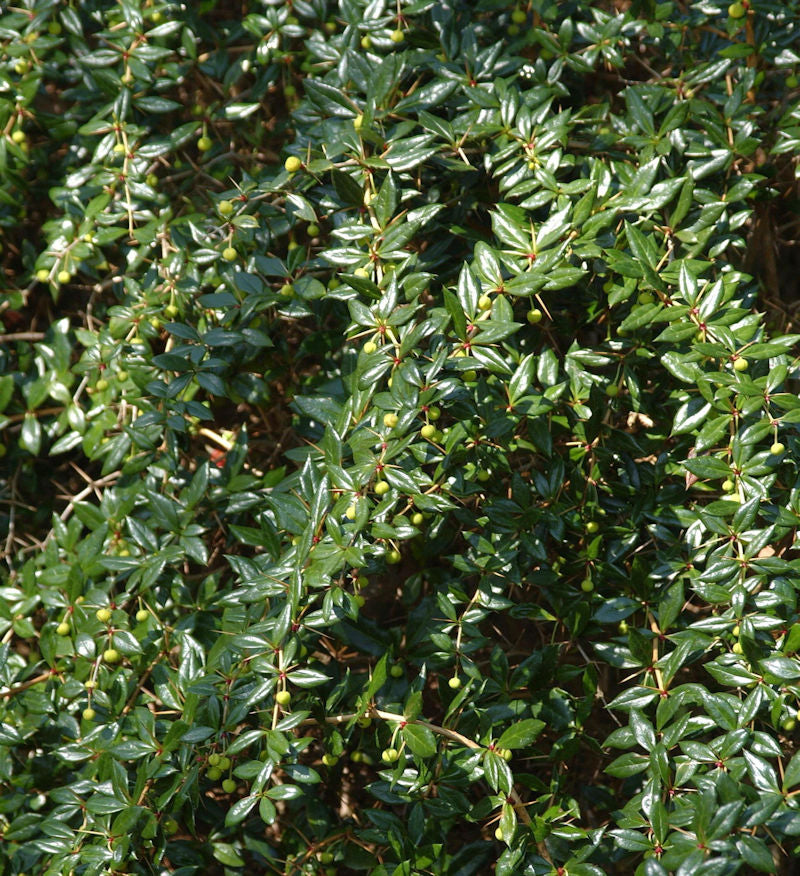  Kugelberberitze Amstelveen 30-40cm - Berberis Frikartii