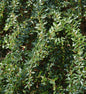 Kugelberberitze Amstelveen 40-50cm - Berberis Frikartii
