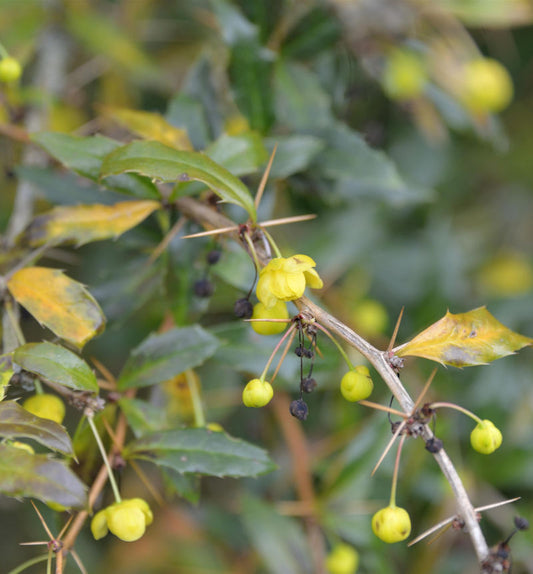  Immergrüne Lanzenberberitze Klugowski 50-60cm - Berberis Gagnepainii Klugowski