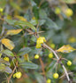  Immergrüne Lanzenberberitze Klugowski 50-60cm - Berberis Gagnepainii Klugowski