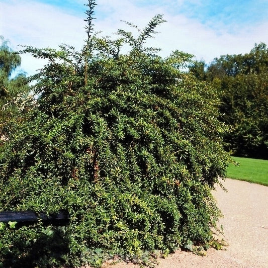  Lanzen Berberitze 40-50cm - Berberis Hybrido