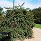  Lanzen Berberitze 40-50cm - Berberis Hybrido