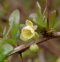  Beberitze Parkjuweel 40-50cm - Berberis Media