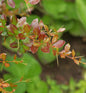  Beberitze Red Jewel 40-50cm - Berberis Media