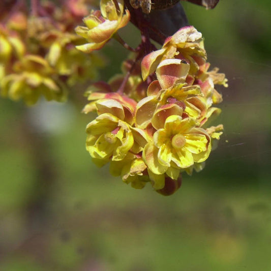  Große Blut Beberitze 60-80cm - Berberis Ottawensis