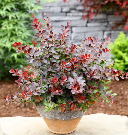  Kleine Blutbeberitze 15-20cm - Berberis Thunbergii Atropurpurea Nana