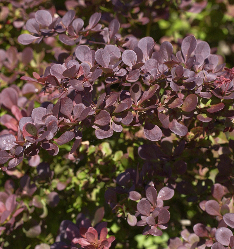  Rote Heckenbeberitze 40-60cm - Berberis Thunbergii Atropurpurea