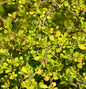  Gelbe Zwergbeberitze 25-30cm - Berberis Thunbergii