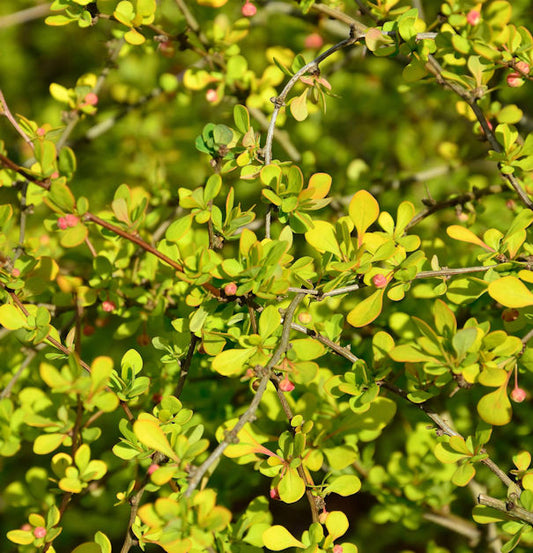  Gelbe Zwergbeberitze 30-40cm - Berberis Thunbergii