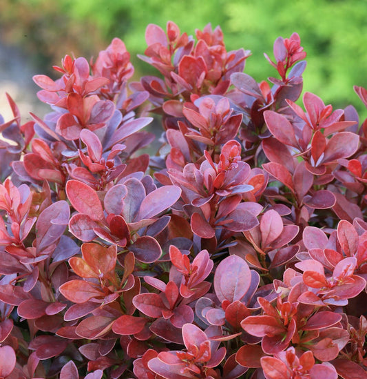  Beberitze Fire Ball® 15-20cm - Berberis Thunbergii