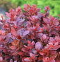  Beberitze Fire Ball® 15-20cm - Berberis Thunbergii