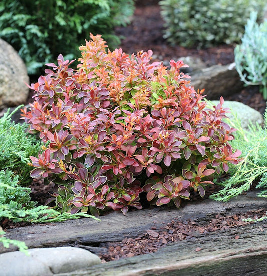  Beberitze Golden Ring 20-25cm - Berberis Thunbergii