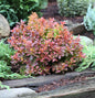  Beberitze Golden Ring 40-60cm - Berberis Thunbergii