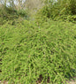  Teppich Beberitze Green Carpet 20-30cm - Berberis Thunbergii