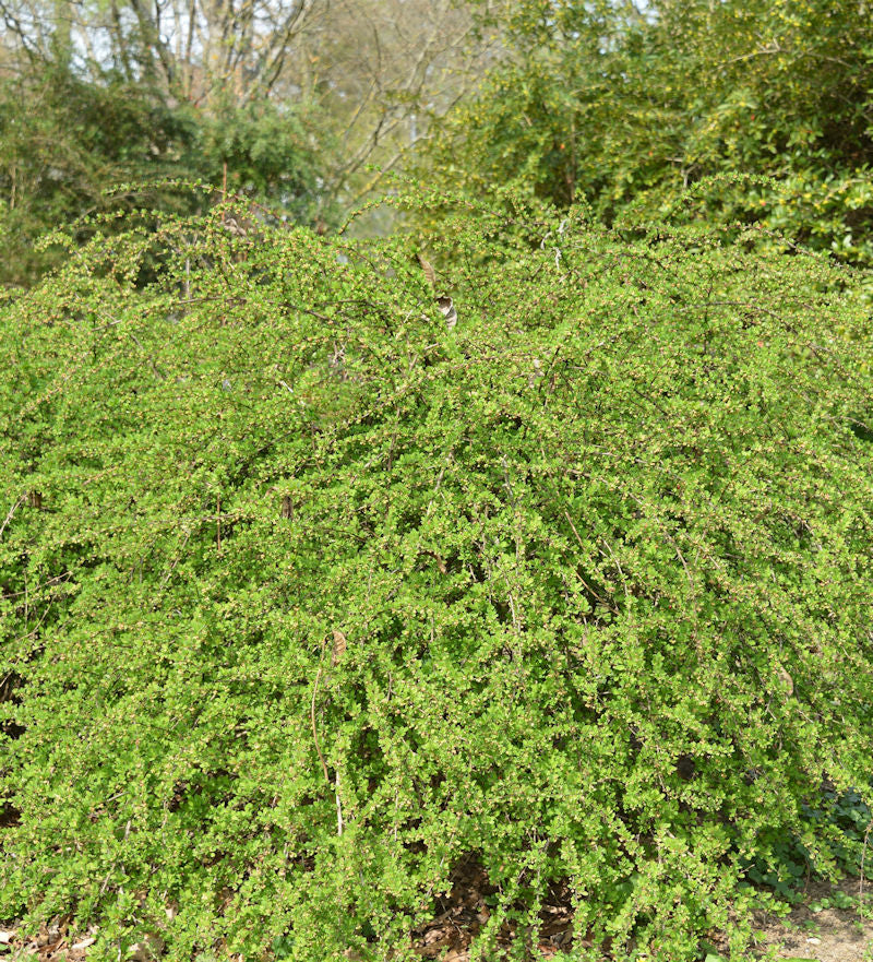  Teppich Beberitze Green Carpet 60-80cm - Berberis Thunbergii