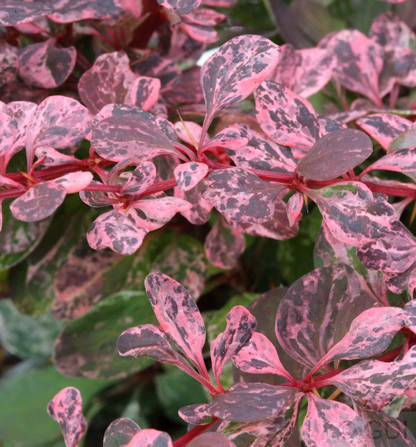  Beberitze Harlequin 30-40cm - Berberis Thunbergii