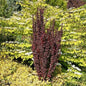  Rote Säulenberberitze Helmond Pillar 40-60cm - Berberis Thunbergii
