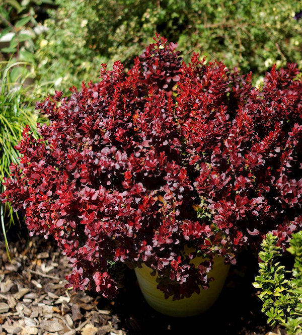  Berberis Lutin Rouge® 10-15cm - Berberis Thunbergii