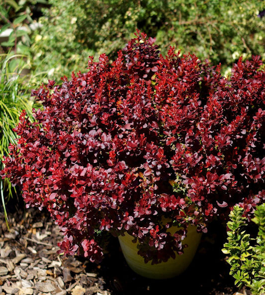  Berberis Lutin Rouge® 10-15cm - Berberis Thunbergii