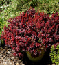  Berberis Lutin Rouge® 20-25cm - Berberis Thunbergii