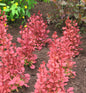  Säulen Beberitze Orange Sunrise 25-30cm - Berberis Thunbergii