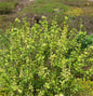  Beberitze Powwow 60-80cm - Berberis Thunbergii