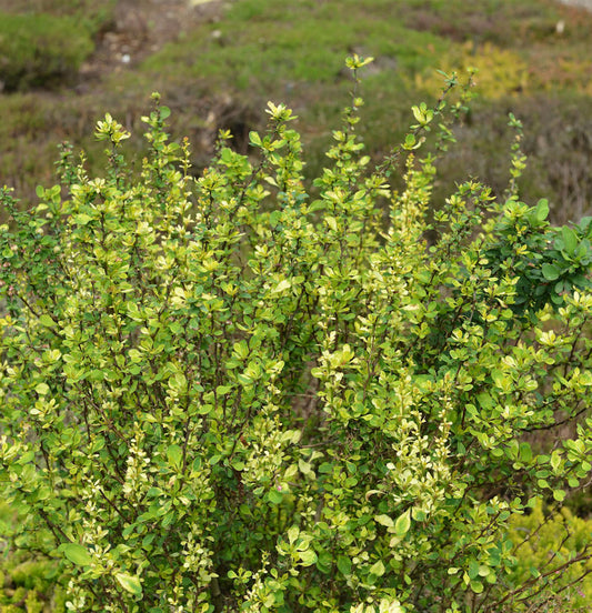  Beberitze Powwow 30-40cm - Berberis Thunbergii
