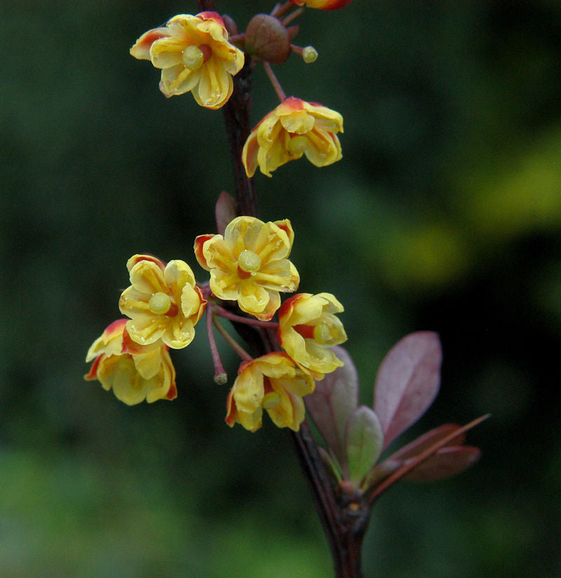  Beberitze Red Chief 60-80cm - Berberis Thunbergii