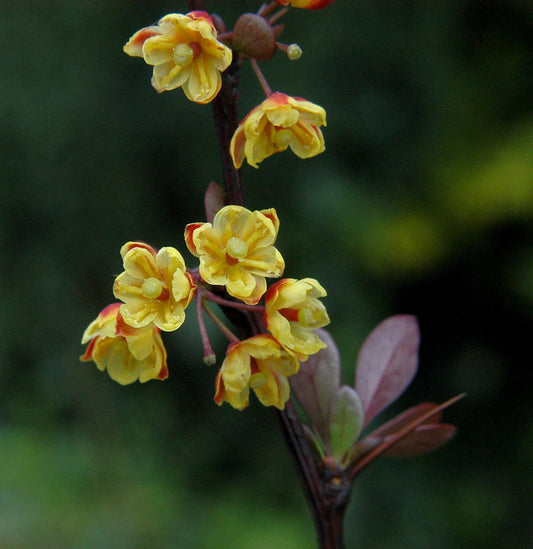  Beberitze Red Chief 60-80cm - Berberis Thunbergii
