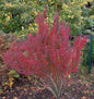  Säulen Berberitze Red Pillar 40-60cm - Berberis Thunbergii