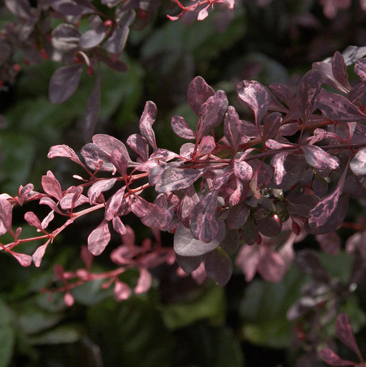  Beberitze Rose Glow 15-20cm - Berberis Thunbergii