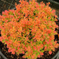  Beberitze Ruby Star® 15-20cm - Berberis Thunbergii
