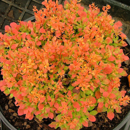 Beberitze Ruby Star® 20-25cm - Berberis Thunbergii
